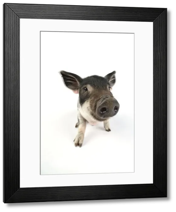 Framed Print : Pig. Mangalitza piglet on white background Framed Print : Pig. Mangalitza piglet on white background