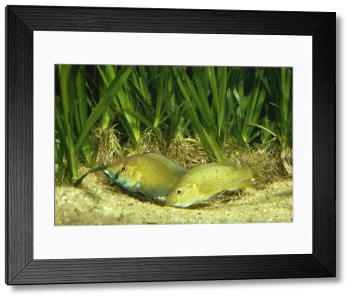 Framed Print : Lake Malawi Cichlid Fish - spawning - female picks up eggs from scrape (nest) Framed Print : Lake Malawi Cichlid Fish - spawning - female picks up eggs from scrape (nest)