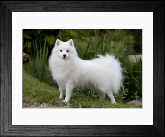 Framed Print : Dog - Japanese Spitz