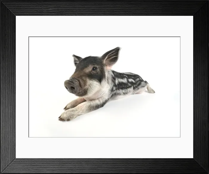 Framed Print : Pig. Mangalitza piglet on white background Framed Print : Pig. Mangalitza piglet on white background