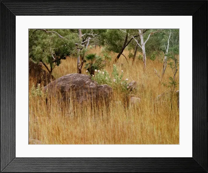 Framed Print : Bushland with spear grass, eucalypts, sand palm & Hibiscus menzeliae tropical woodland, Kakadu National Park (World Heritage Area), Northern Territory, Australia JPF29552 Framed Print : Bushland with spear grass, eucalypts, sand palm & Hibiscus menzeliae tropical woodland, Kakadu National Park (World Heritage Area), Northern Territory, Australia JPF29552