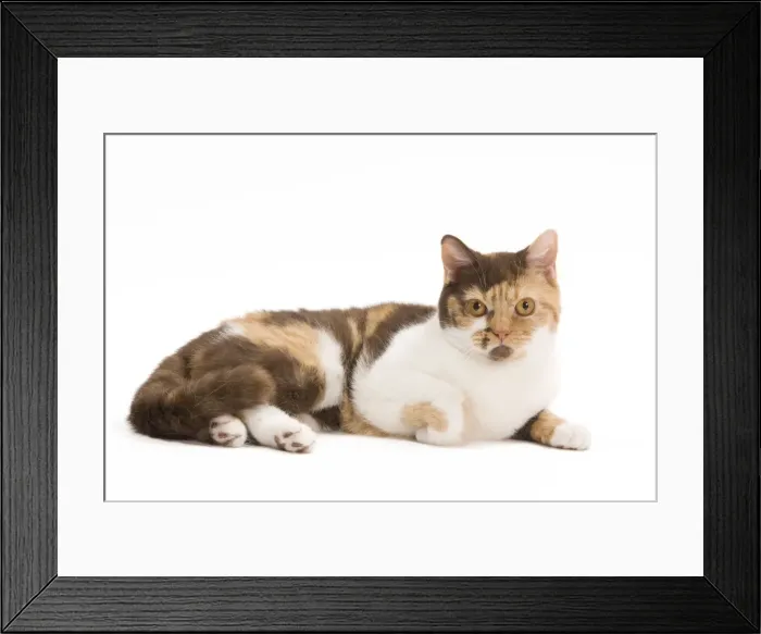 Framed Print : Cat - British Shorthair Chocolate Torite & White - 1 year old Framed Print : Cat - British Shorthair Chocolate Torite & White - 1 year old