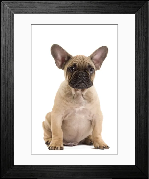 Framed Print : Dog - French Bulldog in studio Framed Print : Dog - French Bulldog in studio