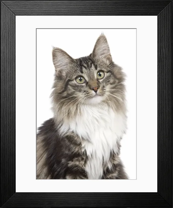 Framed Print : Cat - Norwegian brown blotched tabby & white in studio Framed Print : Cat - Norwegian brown blotched tabby & white in studio