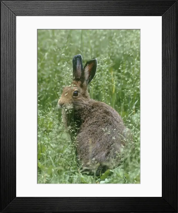 Framed Print : Snowshoe Hare / Varying Hare Framed Print : Snowshoe Hare / Varying Hare