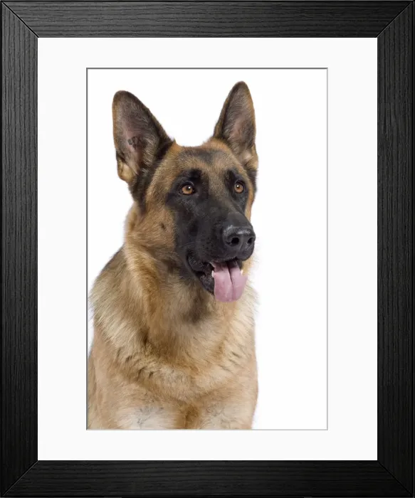 Framed Print : Dog - German Shepherd / Alsatian Framed Print : Dog - German Shepherd / Alsatian