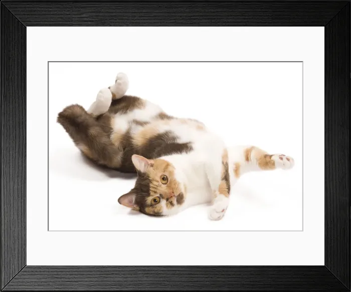 Framed Print : Cat - British Shorthair Chocolate Torite & White - 1 year old rolling in studio Framed Print : Cat - British Shorthair Chocolate Torite & White - 1 year old rolling in studio