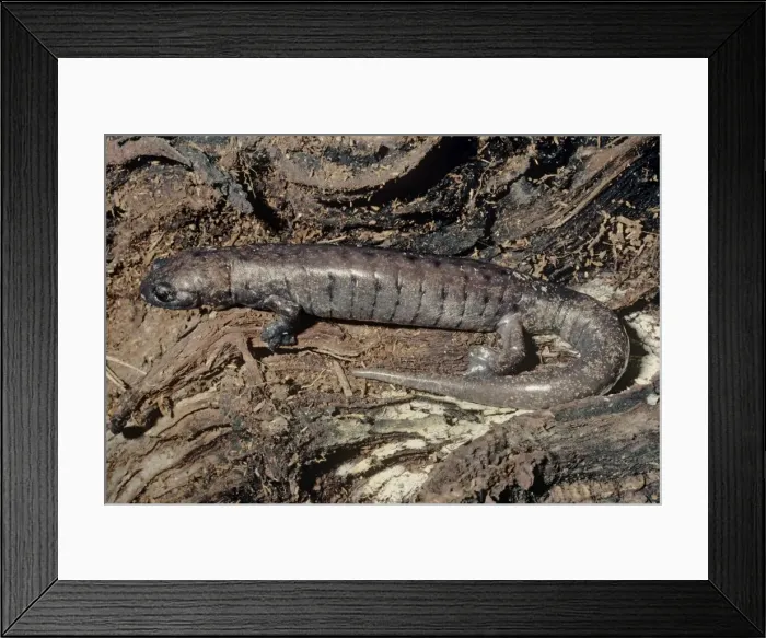 Framed Print : Palm Salamander. Rainforests of Honduras Framed Print : Palm Salamander. Rainforests of Honduras
