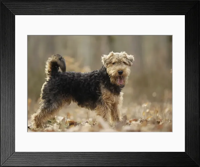Framed Print : Welsh Terrier Framed Print : Welsh Terrier
