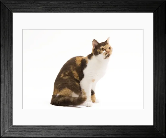 Framed Print : Cat - British Shorthair Chocolate, Torite & White - 1 year old Framed Print : Cat - British Shorthair Chocolate, Torite & White - 1 year old