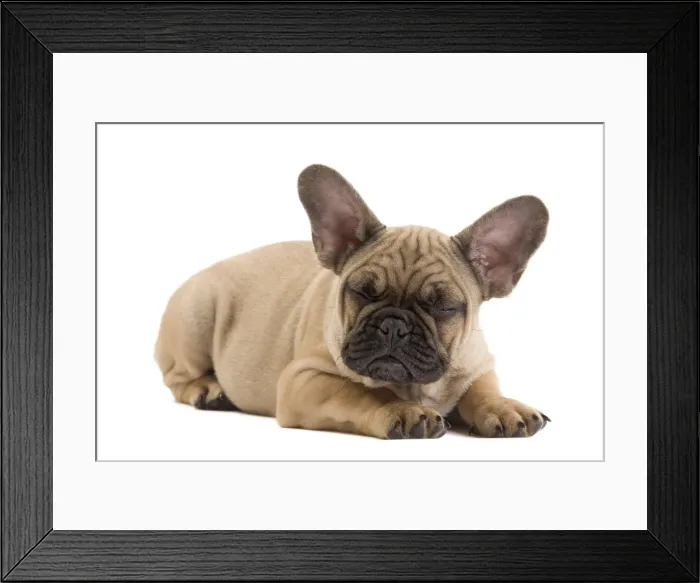 Framed Print : Dog - French Bulldog puppy in studio Framed Print : Dog - French Bulldog puppy in studio
