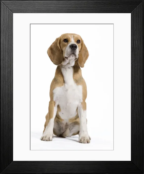 Framed Print : Dog - Beagle Framed Print : Dog - Beagle