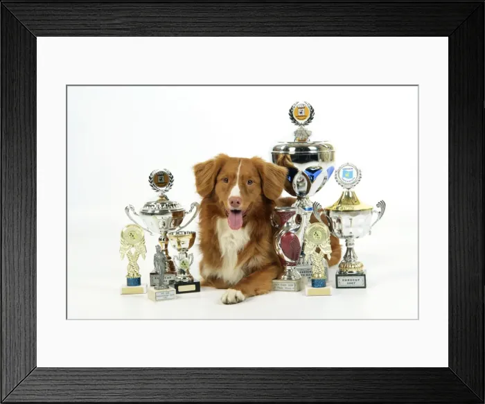 Framed Print : Dog. Nova Scotia Duck Tolling Retriever with cups Framed Print : Dog. Nova Scotia Duck Tolling Retriever with cups