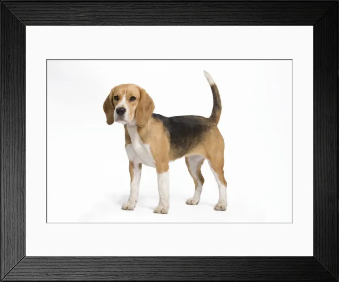 Framed Print : Dog - Beagle Framed Print : Dog - Beagle