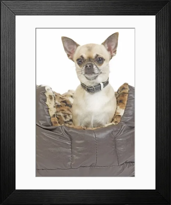 Framed Print : Dog - long-haired chihuahua in dog bed in studio