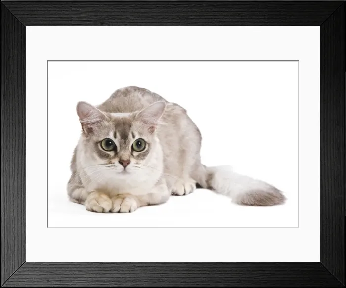 Framed Print : Cat - Tiffany in studio Framed Print : Cat - Tiffany in studio