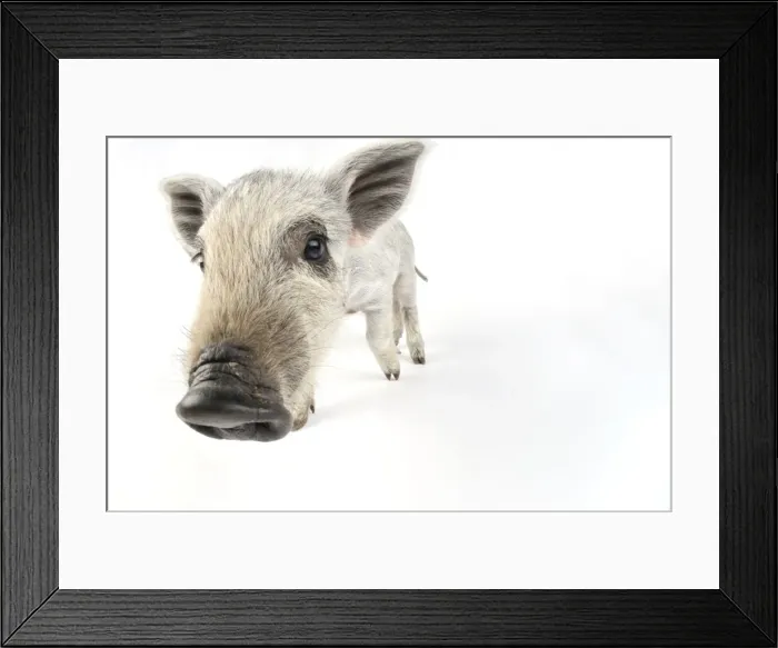 Framed Print : Pig. Mangalitza piglet on white background Framed Print : Pig. Mangalitza piglet on white background