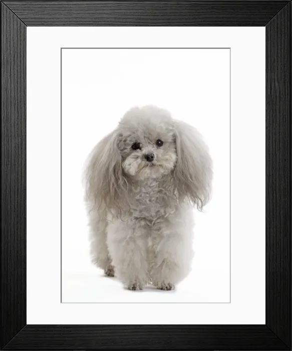 Framed Print : Dog - Toy Poodle Framed Print : Dog - Toy Poodle