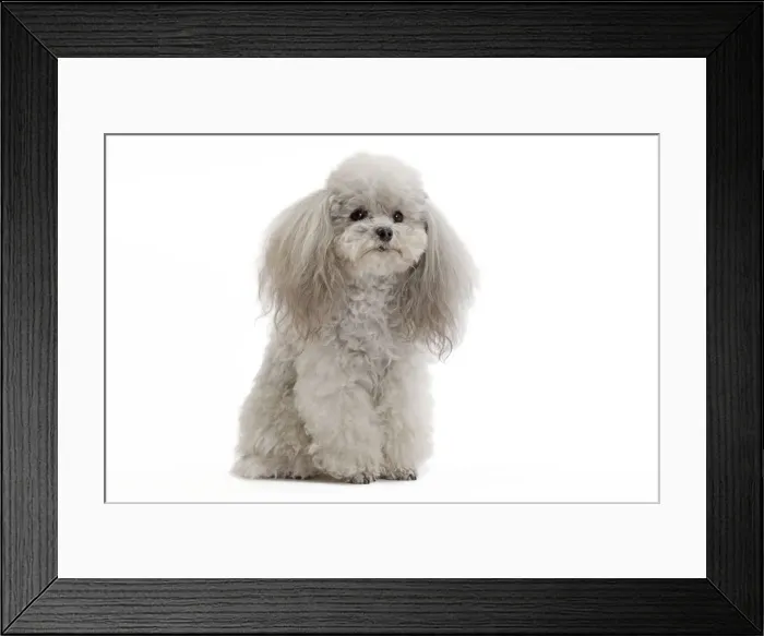 Framed Print : Dog - Toy Poodle Framed Print : Dog - Toy Poodle