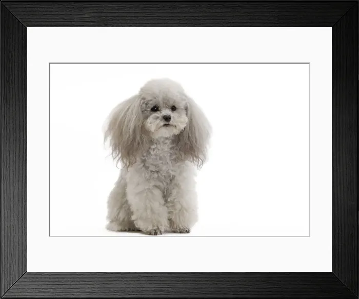 Framed Print : Dog - Toy Poodle Framed Print : Dog - Toy Poodle