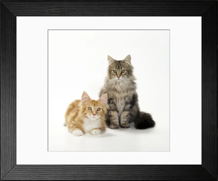 Framed Print : Maine Coon Cats - kittens 4 months old Framed Print : Maine Coon Cats - kittens 4 months old