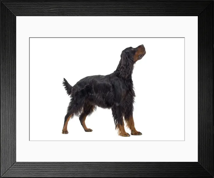 Framed Print : Dog - Gordon Setter in studio Framed Print : Dog - Gordon Setter in studio