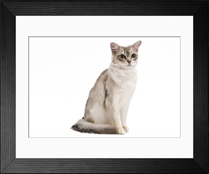 Framed Print : Cat - Tiffany in studio Framed Print : Cat - Tiffany in studio