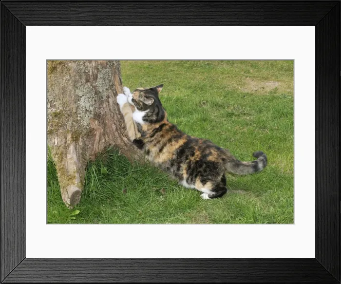 Framed Print : CAT. Cat scratching tree Framed Print : CAT. Cat scratching tree