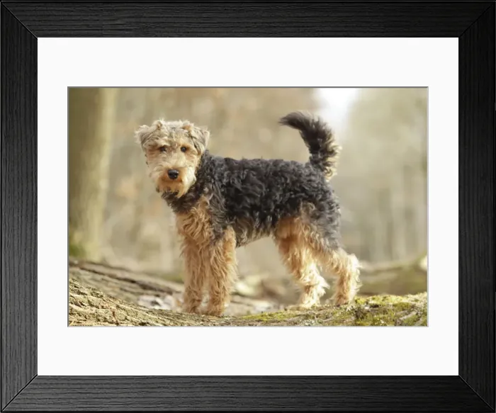 Framed Print : Welsh Terrier Framed Print : Welsh Terrier