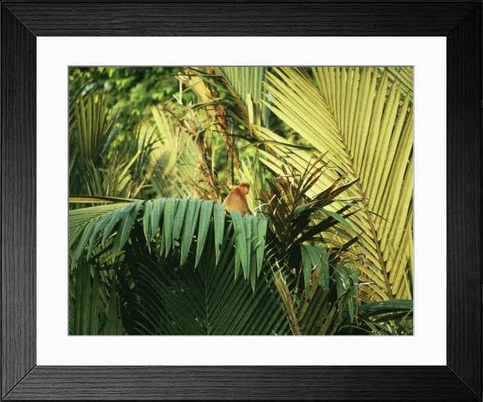Framed Print : Proboscis Monkey - on Nipa Palm / Mangrove Palm (Nipa fruticans) Riverine forest, Kinabatangan River Borneo Malaysia Framed Print : Proboscis Monkey - on Nipa Palm / Mangrove Palm (Nipa fruticans) Riverine forest, Kinabatangan River Borneo Malaysia
