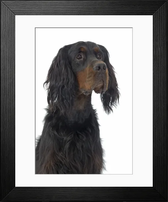 Framed Print : Dog - Gordon Setter in studio Framed Print : Dog - Gordon Setter in studio