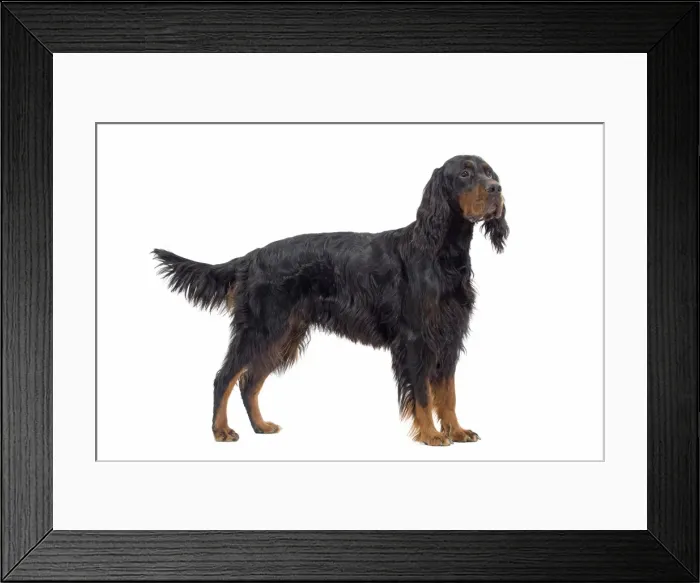 Framed Print : Dog - Gordon Setter in studio Framed Print : Dog - Gordon Setter in studio
