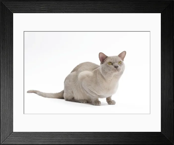 Framed Print : British Burmese Cat - in studio Framed Print : British Burmese Cat - in studio