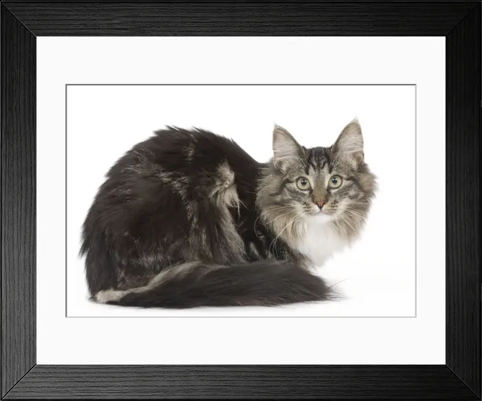 Framed Print : Cat - Norwegian brown blotched tabby & white in studio Framed Print : Cat - Norwegian brown blotched tabby & white in studio