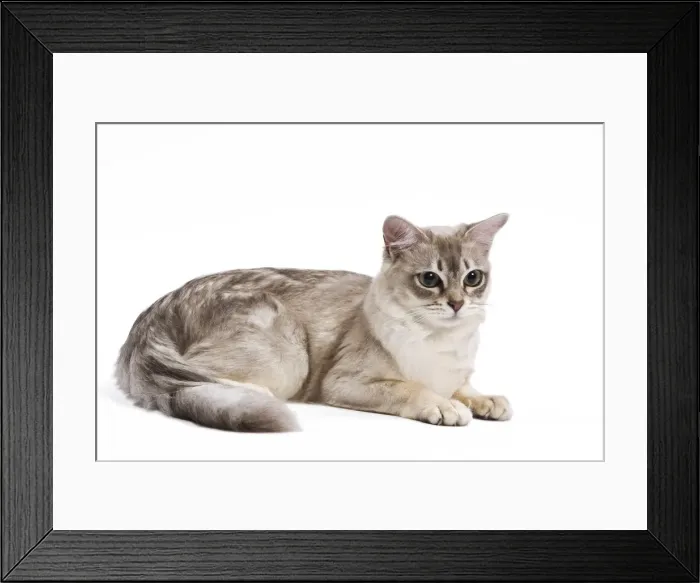 Framed Print : Cat - Tiffany in studio Framed Print : Cat - Tiffany in studio