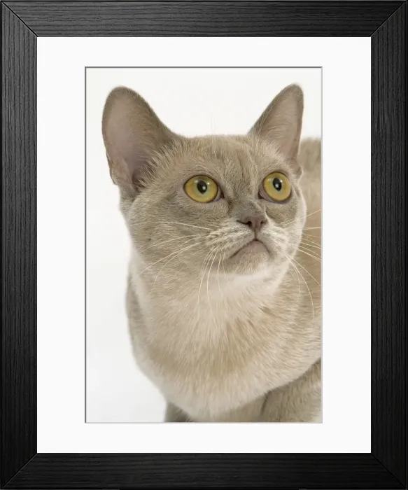 Framed Print : Cat - Burmese American lilac in studio Framed Print : Cat - Burmese American lilac in studio