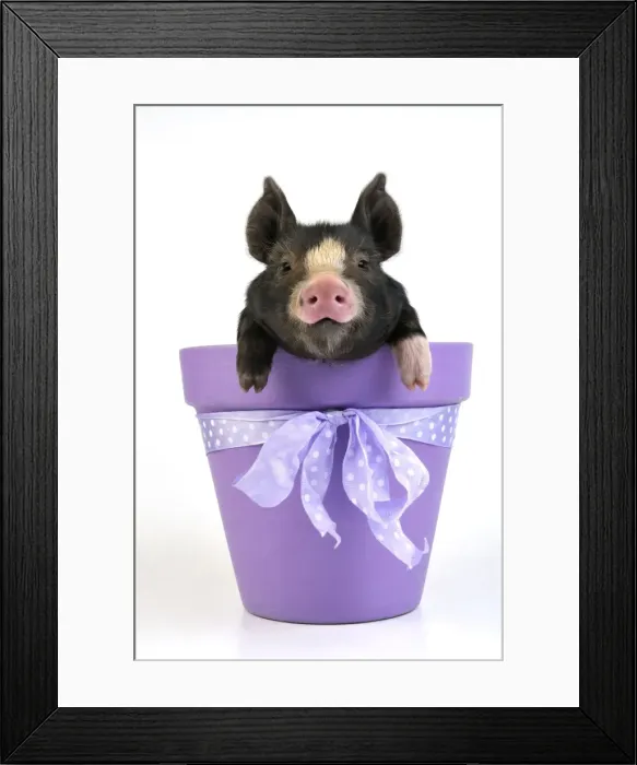 Framed Print : PIG. Berkshire piglet in plant pot Framed Print : PIG. Berkshire piglet in plant pot