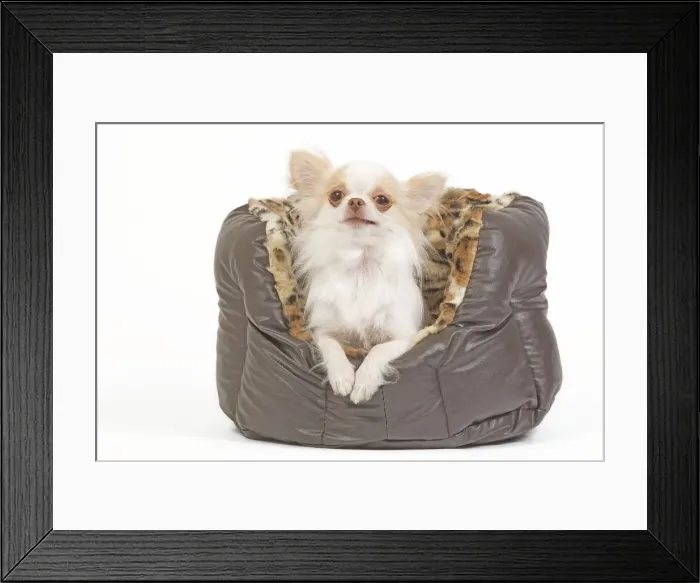 Framed Print : Dog - long-haired chihuahua in dog bed in studio Framed Print : Dog - long-haired chihuahua in dog bed in studio