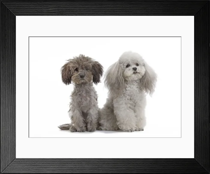 Framed Print : Dog - Toy Poodle Framed Print : Dog - Toy Poodle
