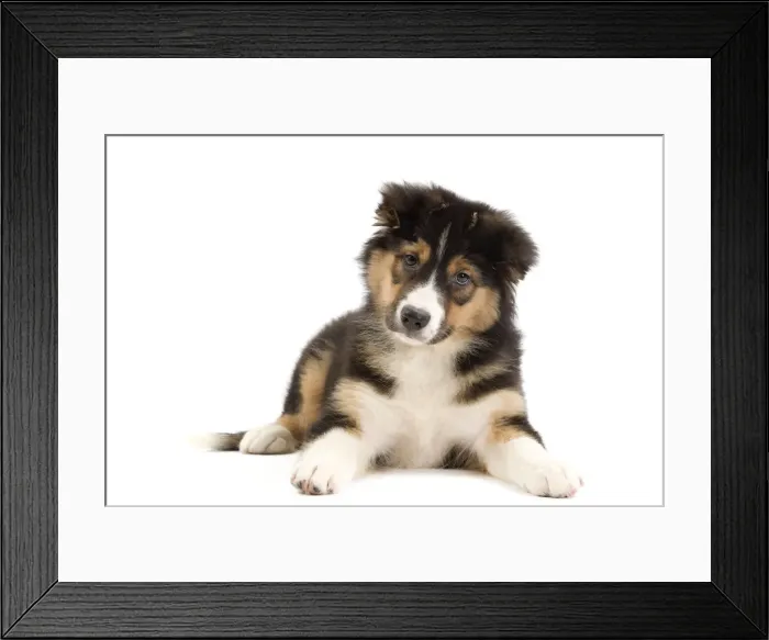 Framed Print : Dog - Australian Shepherd Framed Print : Dog - Australian Shepherd