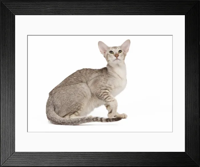 Framed Print : Cat - oriental chocolate spotted tabby in studio Framed Print : Cat - oriental chocolate spotted tabby in studio