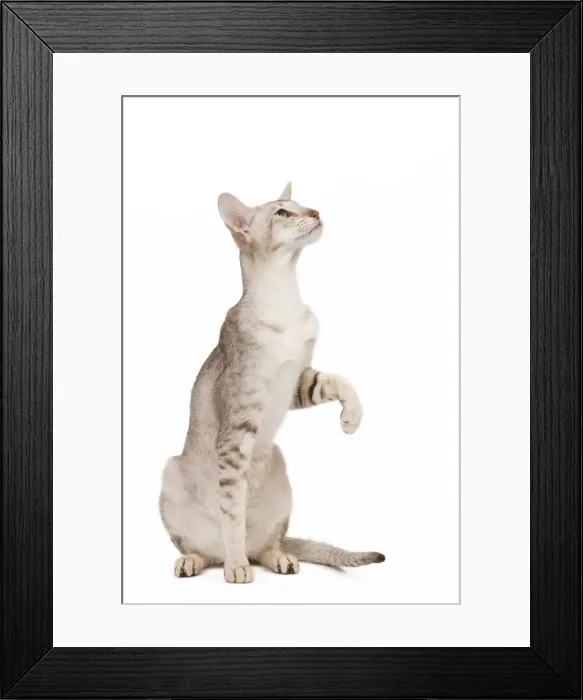 Framed Print : Cat - oriental chocolate spotted tabby in studio Framed Print : Cat - oriental chocolate spotted tabby in studio