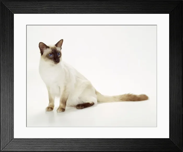 Framed Print : Balinese Chocolate Point-Semi Longhair Cat JD 14547 © John Daniels / ARDEA LONDON Framed Print : Balinese Chocolate Point-Semi Longhair Cat JD 14547 © John Daniels / ARDEA LONDON