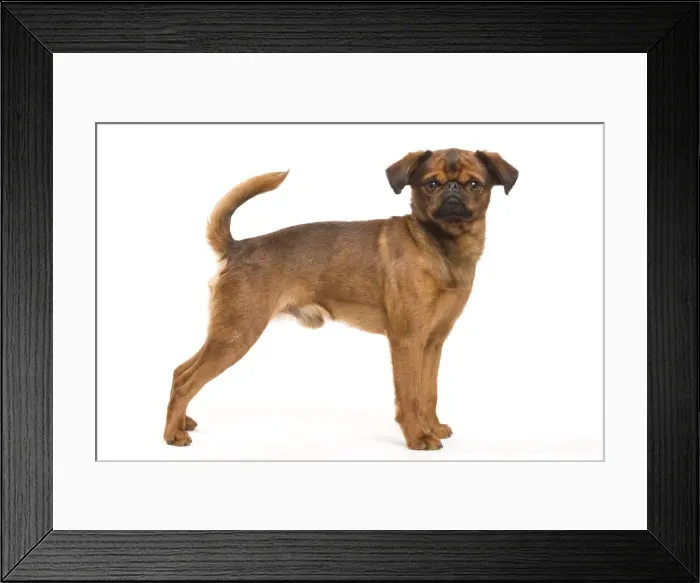 Framed Print : Dog - Smooth Brussels Griffon / Petit Brabancon Framed Print : Dog - Smooth Brussels Griffon / Petit Brabancon