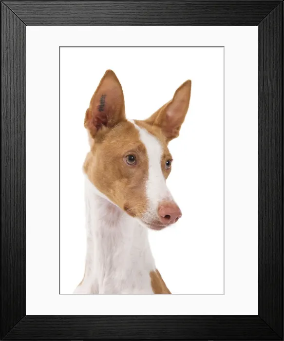 Framed Print : Ibizan Hound / Podenco Ibicenco - in studio Framed Print : Ibizan Hound / Podenco Ibicenco - in studio
