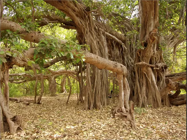 Banyan tree - One of India's largest banyan trees. Next to Jogi Mahal rest house in Ranthambhore National Park. (maybe 800 years old)