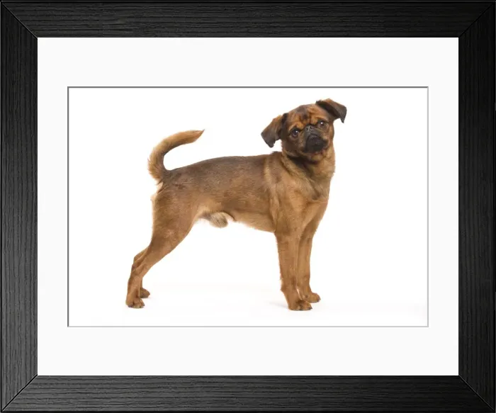 Framed Print : Dog - Smooth Brussels Griffon / Petit Brabancon Framed Print : Dog - Smooth Brussels Griffon / Petit Brabancon