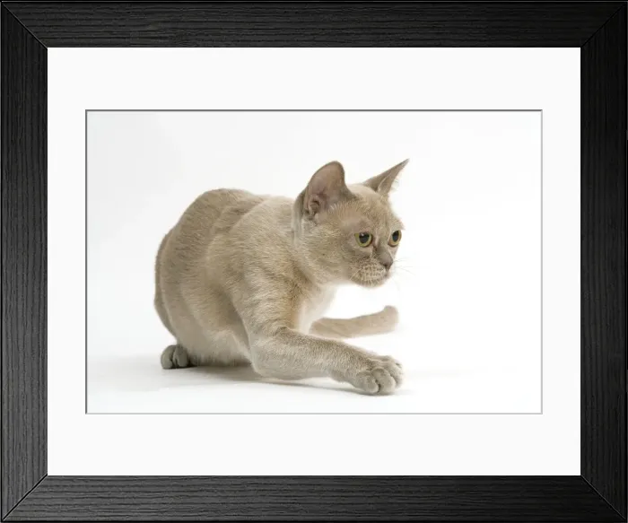 Framed Print : Cat - Burmese American lilac in studio Framed Print : Cat - Burmese American lilac in studio