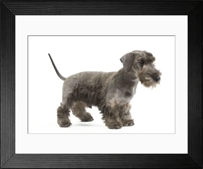 Framed Print : Dog - Cesky Terrier - Puppy in studio Framed Print : Dog - Cesky Terrier - Puppy in studio