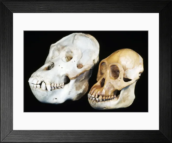Framed Print : Orang-utan Skull - male on the left and female on the right Framed Print : Orang-utan Skull - male on the left and female on the right